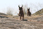 young caracals