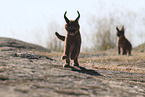 young caracals