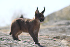 young caracal