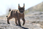 young caracal