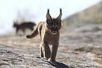 young caracal