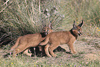 young caracals