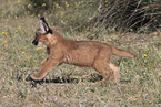 young caracal