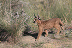 young caracal