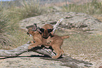 young caracals