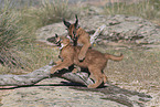 young caracals