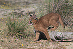 young caracal