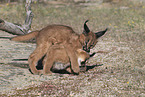 young caracals