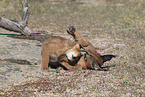 young caracals