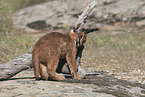 young caracal