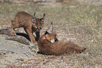 young caracals