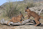 young caracals