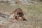 young caracals