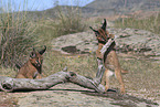 young caracals