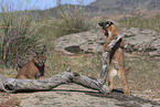 young caracals