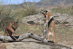 young caracals