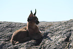 young caracal