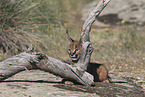 young caracal