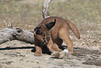 young caracal