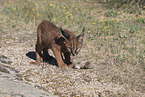 young caracal