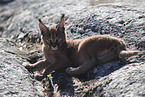 young caracal