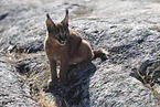 young caracal