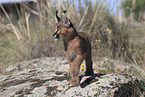 young caracal