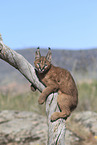 young caracal