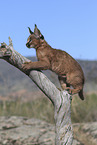 young caracal