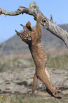 young caracal
