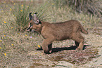 young caracal