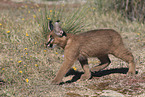 young caracal