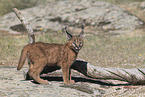 young caracal