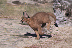 young caracal