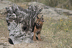 young caracal