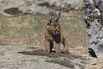 young caracal