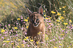 young caracal