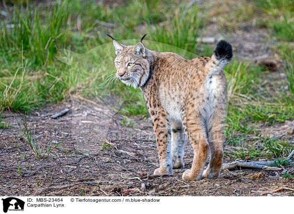 Karpatenluchs / Carpathian Lynx / MBS-23464