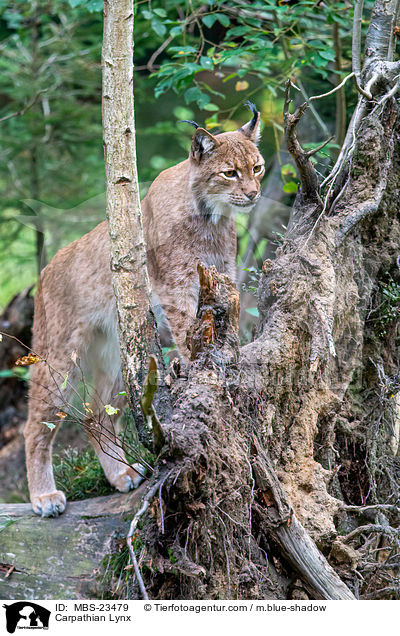 Carpathian Lynx / MBS-23479