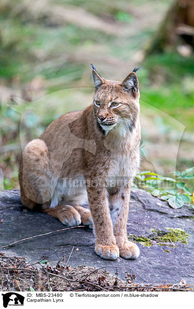 Carpathian Lynx / MBS-23480