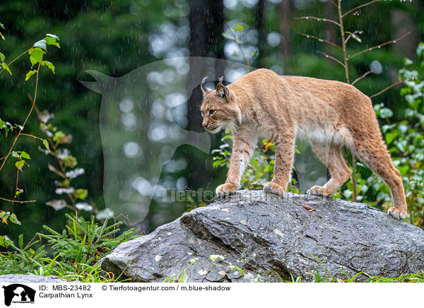 Carpathian Lynx / MBS-23482