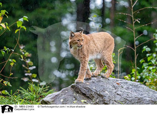 Carpathian Lynx / MBS-23483