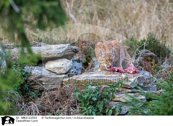 Carpathian Lynx / MBS-23503