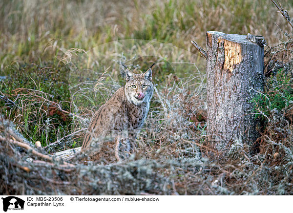 Carpathian Lynx / MBS-23506