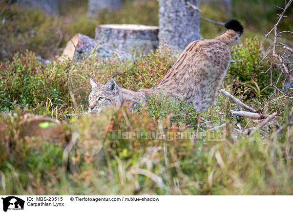 Carpathian Lynx / MBS-23515