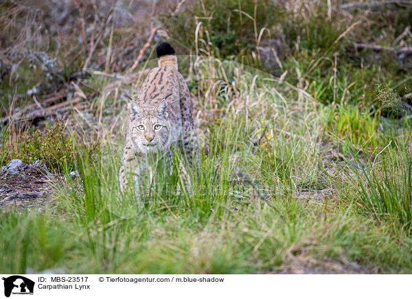 Carpathian Lynx / MBS-23517