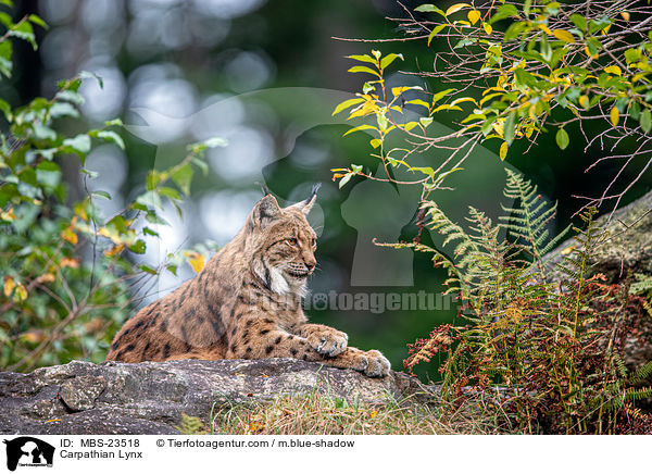 Carpathian Lynx / MBS-23518