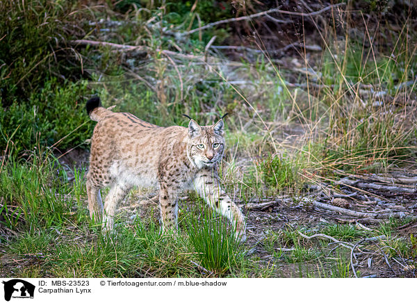 Carpathian Lynx / MBS-23523