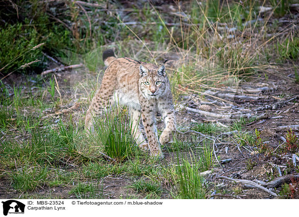 Karpatenluchs / Carpathian Lynx / MBS-23524