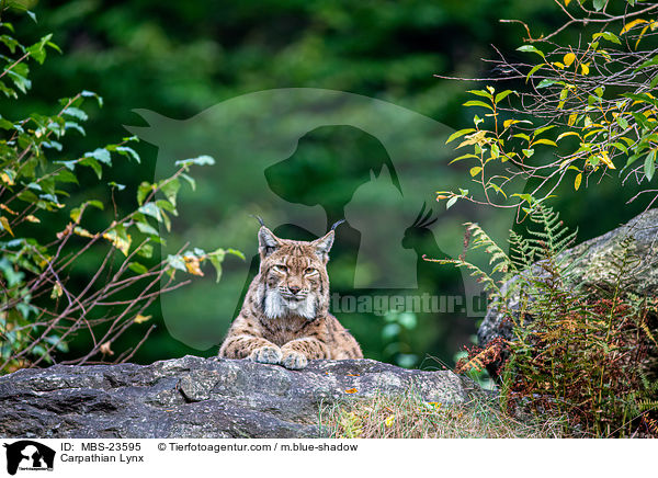 Carpathian Lynx / MBS-23595